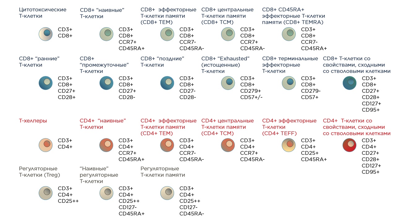 Типы клеток и их маркёры
